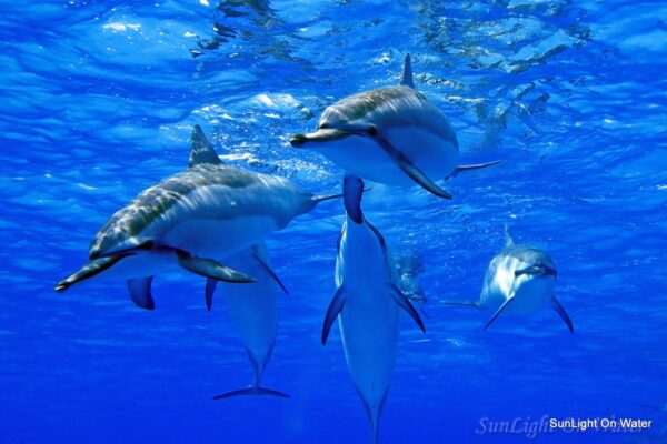 Manta Ray & Kona Ocean Tours | Sunlight on the Water