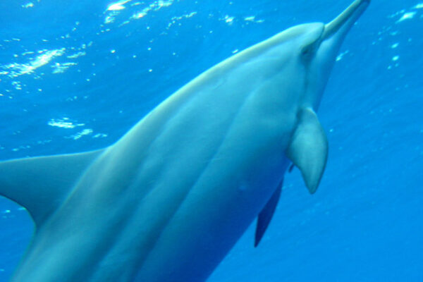 Manta Ray & Kona Ocean Tours | Sunlight on the Water