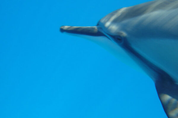 Manta Ray & Kona Ocean Tours | Sunlight on the Water