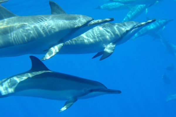 Manta Ray & Kona Ocean Tours | Sunlight on the Water