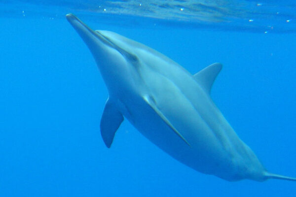 Manta Ray & Kona Ocean Tours | Sunlight on the Water