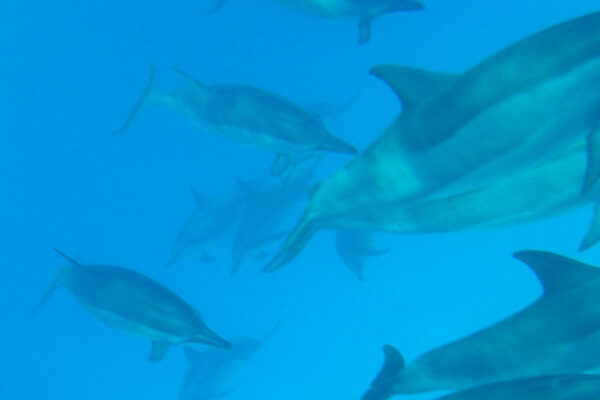 Manta Ray & Kona Ocean Tours | Sunlight on the Water