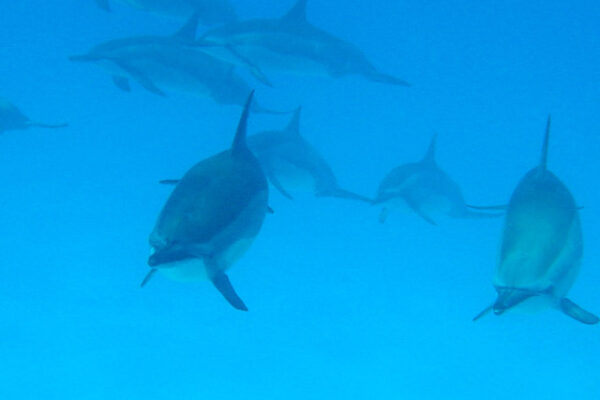 Manta Ray & Kona Ocean Tours | Sunlight on the Water