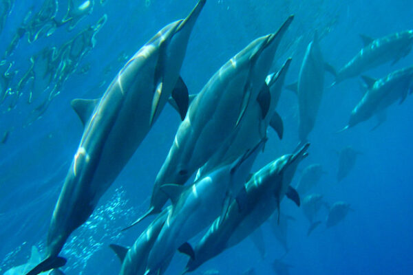 Manta Ray & Kona Ocean Tours | Sunlight on the Water