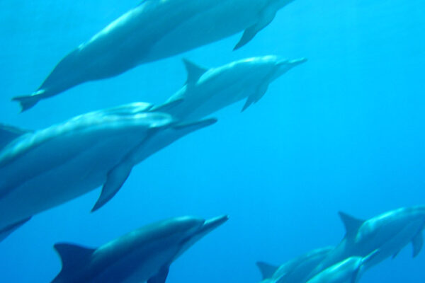 Manta Ray & Kona Ocean Tours | Sunlight on the Water