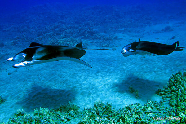 Manta Ray & Kona Ocean Tours | Sunlight on the Water