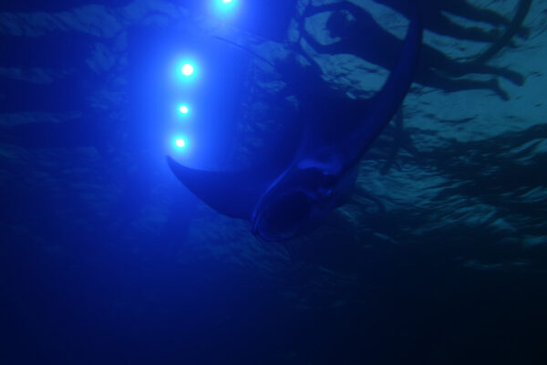 Manta Ray & Kona Ocean Tours | Sunlight on the Water