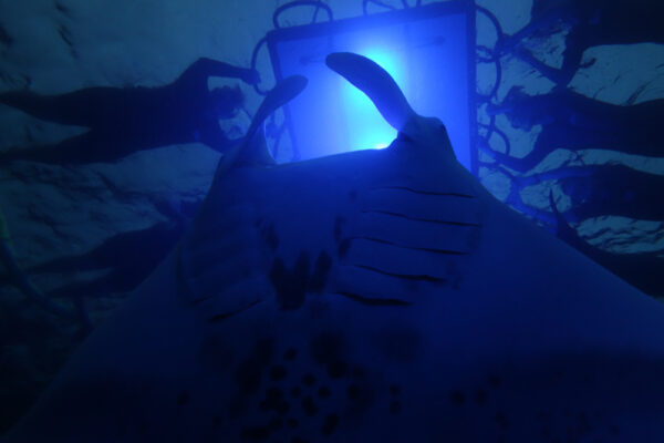 Manta Ray & Kona Ocean Tours | Sunlight on the Water
