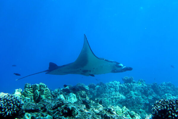 Manta Ray & Kona Ocean Tours | Sunlight on the Water
