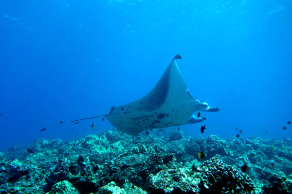 Manta Ray & Kona Ocean Tours | Sunlight on the Water