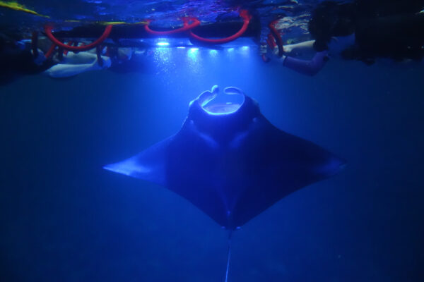 Manta Ray & Kona Ocean Tours | Sunlight on the Water