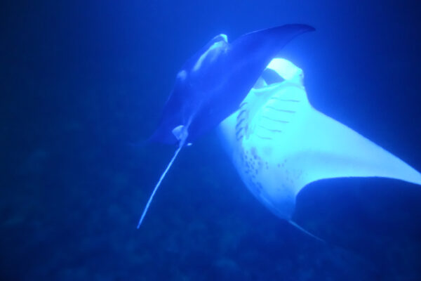 Manta Ray & Kona Ocean Tours | Sunlight on the Water