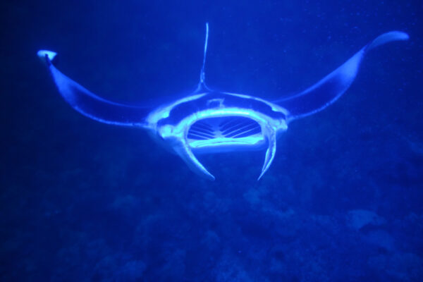 Manta Ray & Kona Ocean Tours | Sunlight on the Water