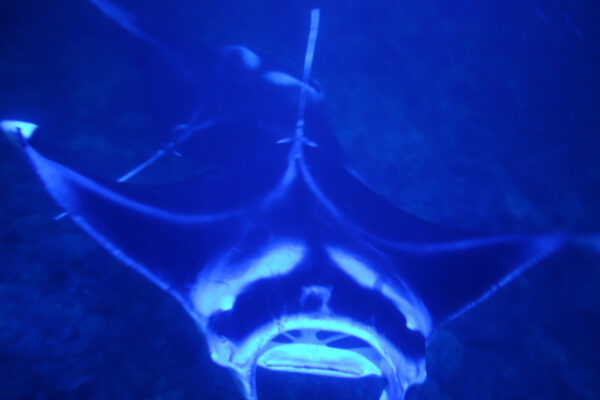 Manta Ray & Kona Ocean Tours | Sunlight on the Water