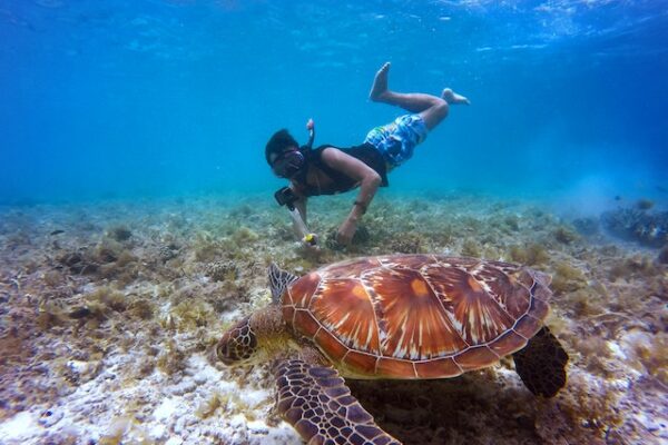 Manta Ray & Kona Ocean Tours | Sunlight on the Water