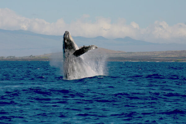 Manta Ray & Kona Ocean Tours | Sunlight on the Water