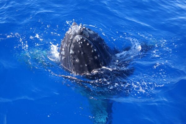 Manta Ray & Kona Ocean Tours | Sunlight on the Water