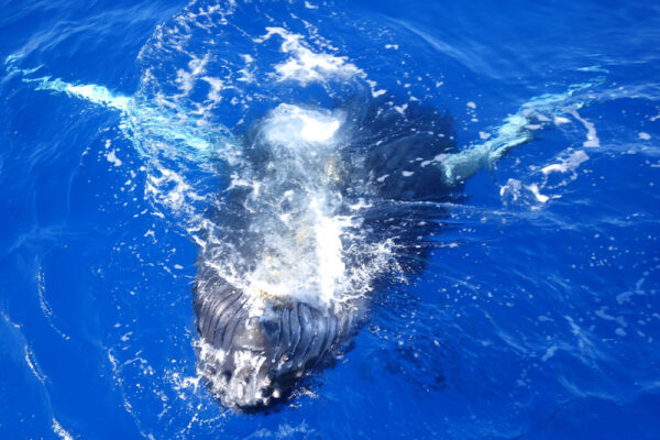 Manta Ray & Kona Ocean Tours | Sunlight on the Water
