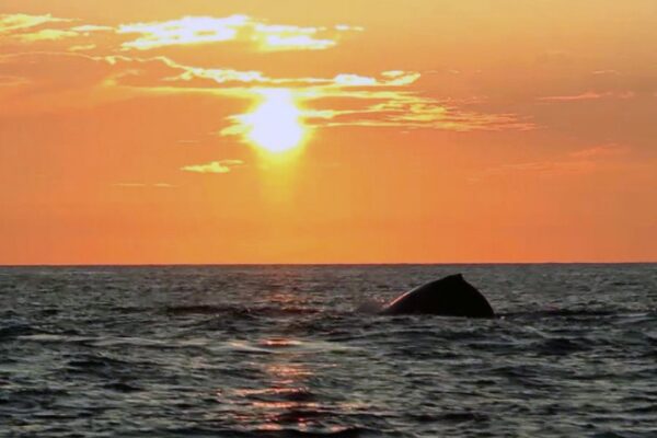 Manta Ray & Kona Ocean Tours | Sunlight on the Water
