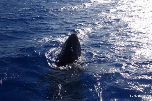Manta Ray & Kona Ocean Tours | Sunlight on the Water