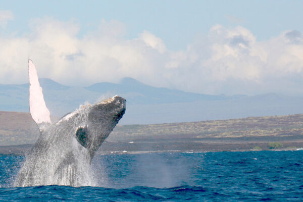 Manta Ray & Kona Ocean Tours | Sunlight on the Water