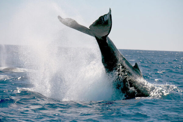 Manta Ray & Kona Ocean Tours | Sunlight on the Water