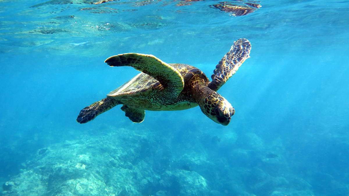 a turtle swimming under water