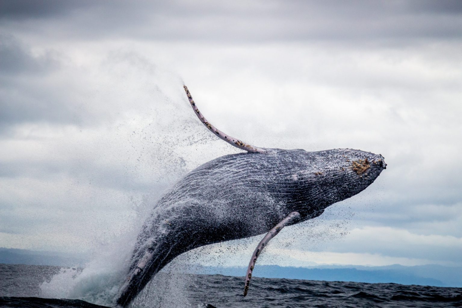 Whale Watching Season On Maui