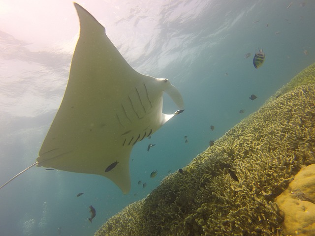 Book A Big Island Manta Ray Tour