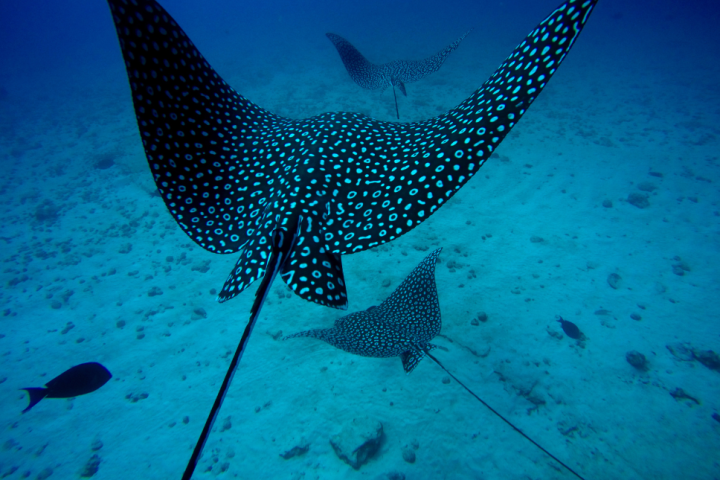 Eagle Rays Kona Hawaii Big Island